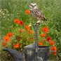Owl on watering can
